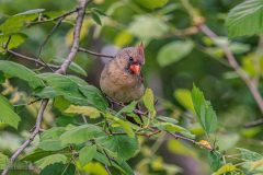 Backyard-Birds-Spring-2026-2