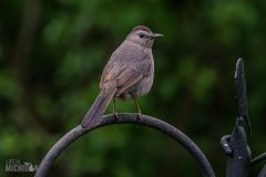 Backyard-Birds-Spring-2026-20
