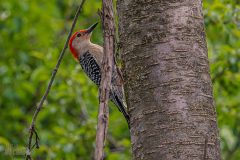 Backyard-Birds-Spring-2026-21