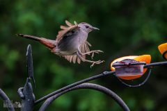 Backyard-Birds-Spring-2026-22