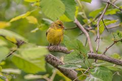 Backyard-Birds-Spring-2026-3