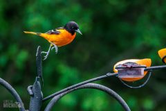 Backyard-Birds-Spring-2026-4
