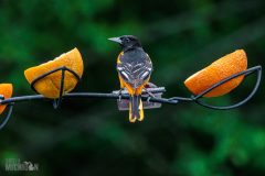 Backyard-Birds-Spring-2026-5