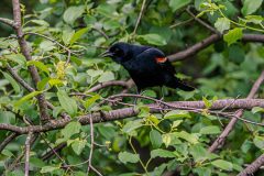 Backyard-Birds-Spring-2026-6
