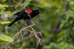 Backyard-Birds-Spring-2026-7