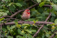 Backyard-Birds-Spring-2026-8
