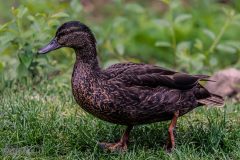Backyard-Birds-Spring-2026-9
