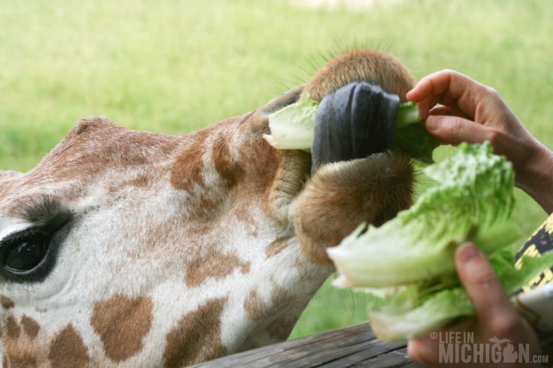 Giraffe enjoying some romaine 