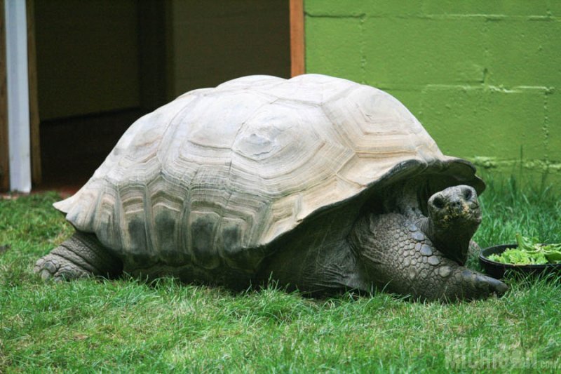 Tortoise takes a break from breakfast 