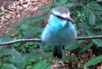 Really blue bird