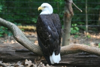 Bald eagle at Binder Park Zoo