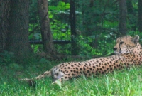 Cheetah lounging