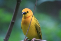 Golden Weaver poses for the camera