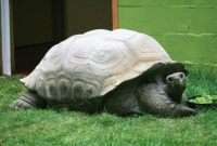 Tortoise takes a break from breakfast 