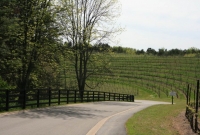 The Long and winding road to Black Star Farms