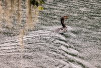 Blue-Springs-State-park-1