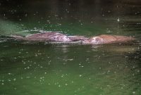 Blue-Springs-State-park-2