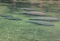 Blue-Springs-State-park-3