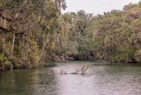 Blue-Springs-State-park-5