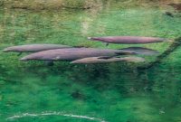 Blue-Springs-State-park-6