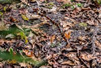 Blue-Springs-State-park-7