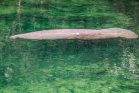 Blue-Springs-State-park-8
