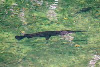 Blue-Springs-State-park-9