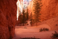 Looking down the Navajo trail