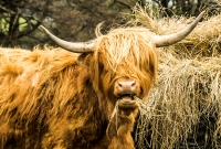 Cairngorms 2018-101