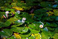 CarpRiverGarden-Negaunee-2023-10