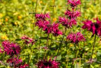 CarpRiverGarden-Negaunee-2023-11