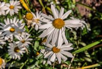 CarpRiverGarden-Negaunee-2023-13