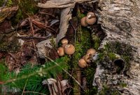 CarpRiverGarden-Negaunee-2023-18