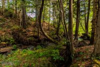 CarpRiverGarden-Negaunee-2023-22