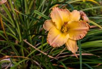 CarpRiverGarden-Negaunee-2023-27