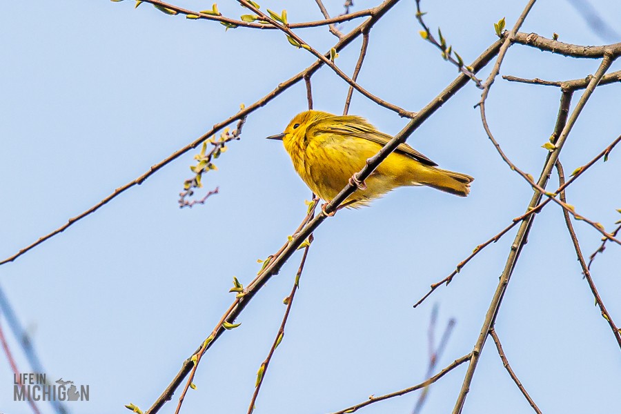Cerulean-Warbler-Tour-Hastings-2026-2