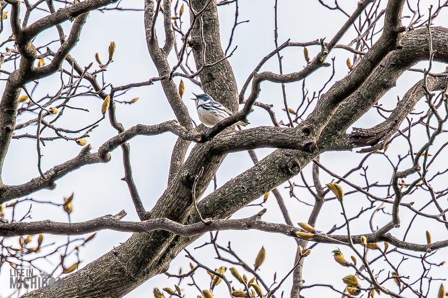 Cerulean-Warbler-Tour-Hastings-2026-4