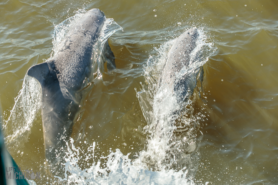 Charleston Harbor cruise