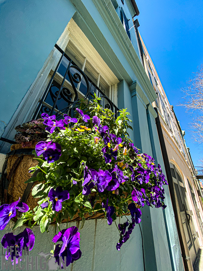 Rainbow Row flowers