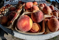 Cherry Point Farm-1