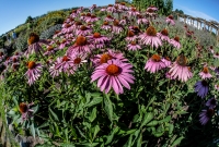 Cherry Point Farm-13