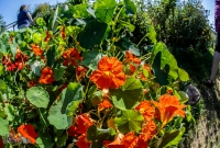 Cherry Point Farm-18