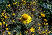 Cherry Point Farm-19