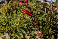 Cherry Point Farm-20