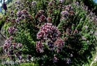 Cherry Point Farm-22