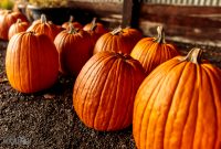 Dark Horse Pumpkins-22