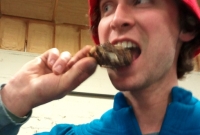 Blackrock brewer eating a Muskrat Head