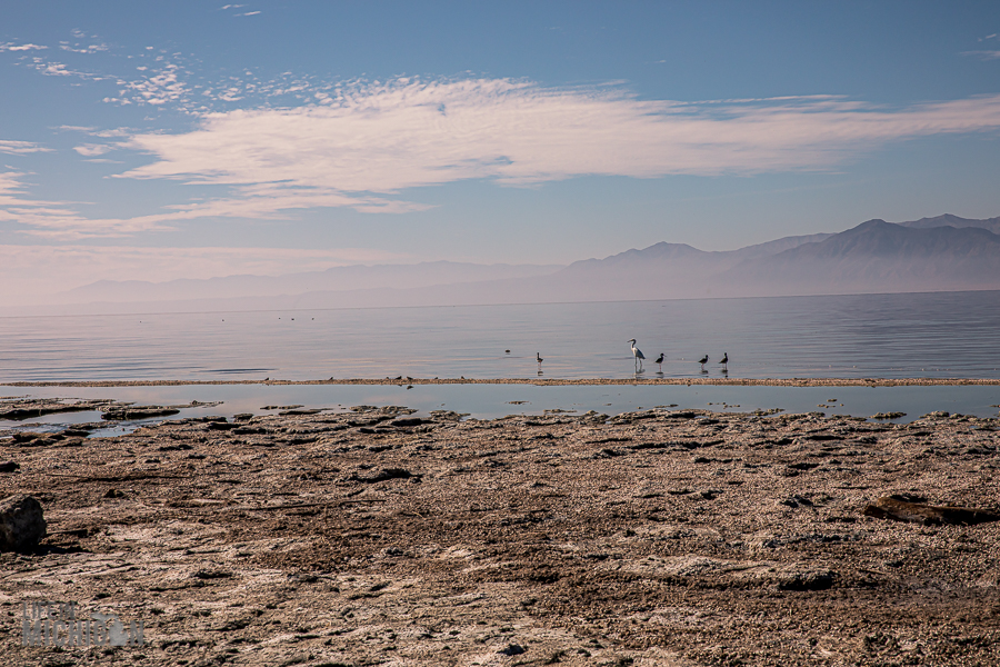 Salton Sea