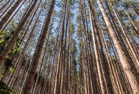 Detach-Primitive-Rockford-2022-10