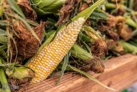 Detroit-Festival-of-Books-2025-14